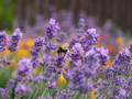 Lavender bee